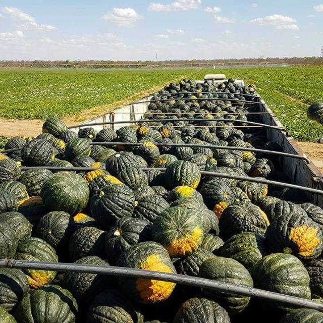AGRICULTURA / ABOBORA