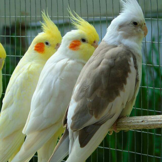 Beautifull Birds🦃