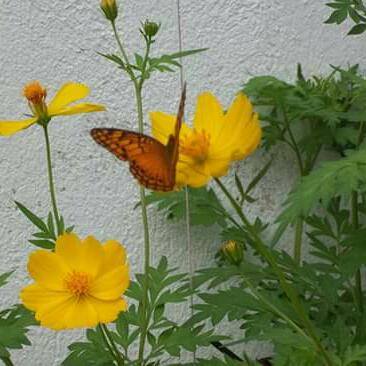 Compra ,venda, troca etc🤩