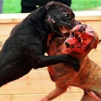 Dog fighting💪🏻💪🏻💪🏻💪🏻💪🏻