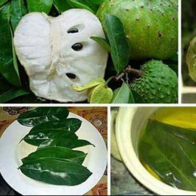 HERBAL MEDICINE FOR CURE