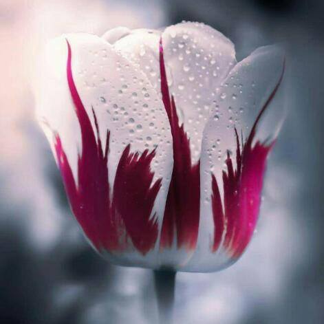 Love🌹 is 🌹life 👬