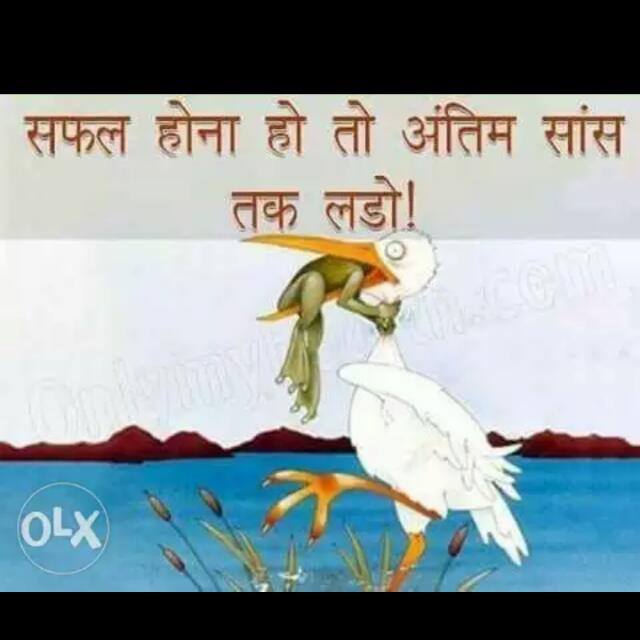 Royal Stag Once Again