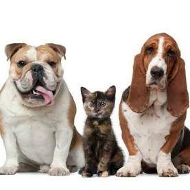 🐶🐱Cães e Gatos pet🐶🐱