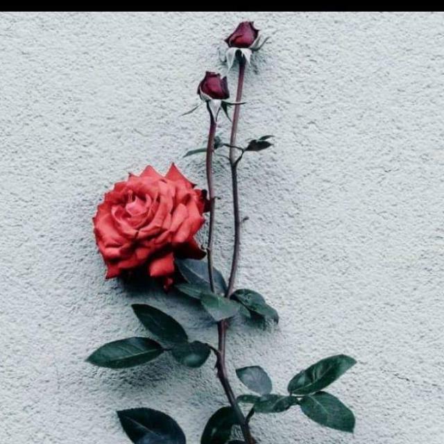 ⭐🌙❤GOOD friend 🍀☘