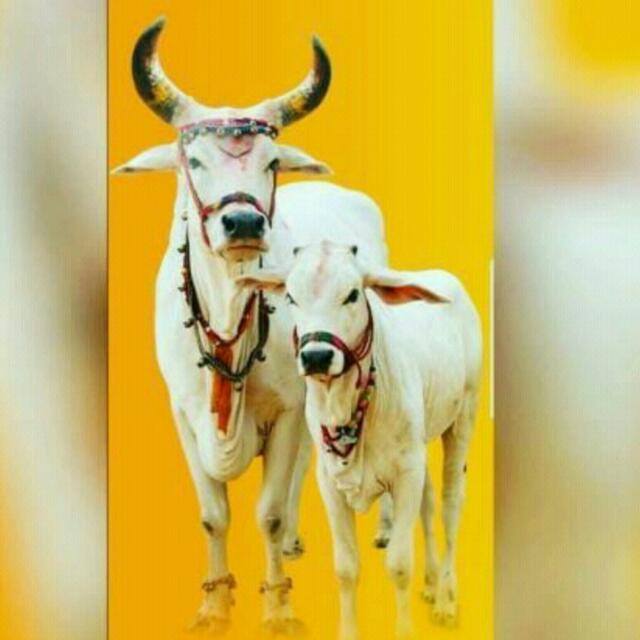 🚩🚩हिन्दू एकता🚩🚩